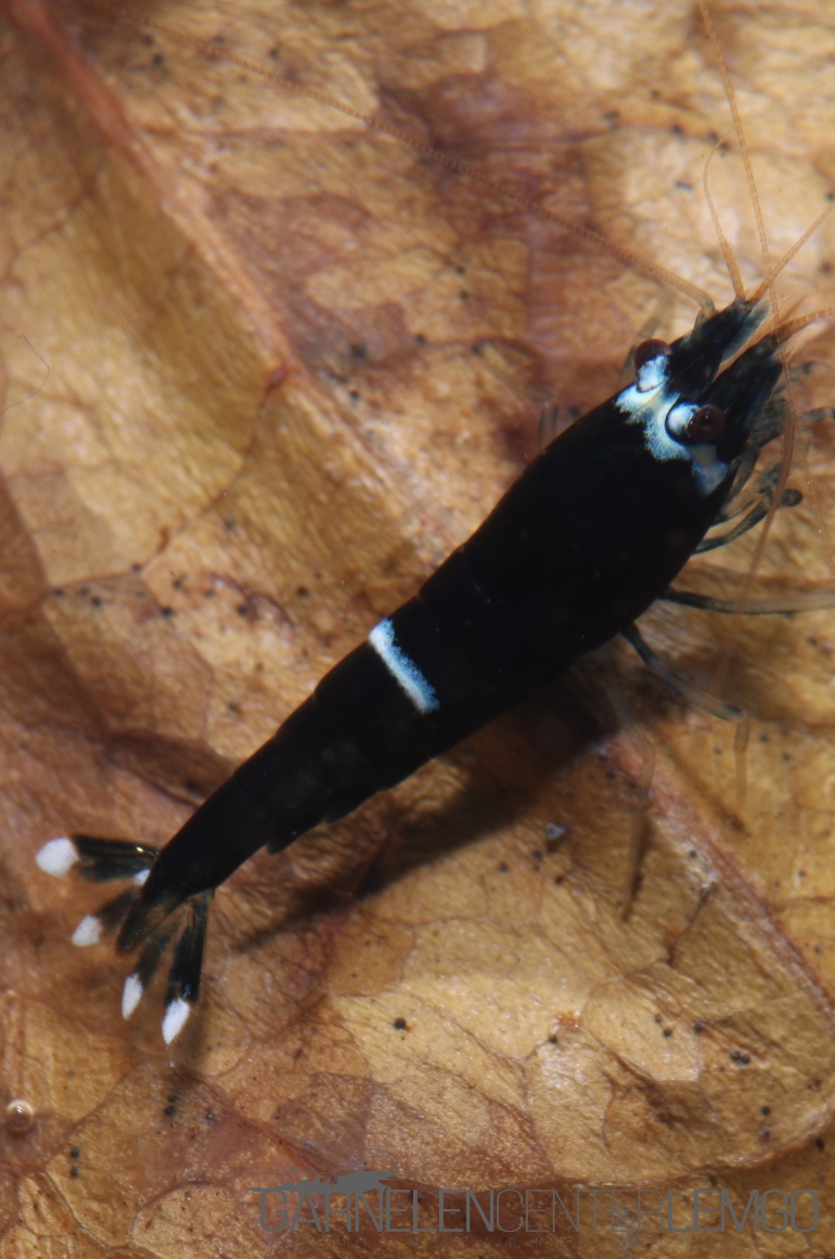 King Kong Single Line Garnele  - DNZ