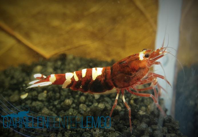 Skyfish Pinto Tiger Red - Grade A/S - DNZ