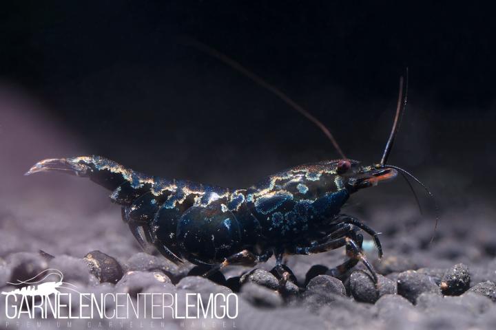 Skyfish Blue Boa - Grade SS/ Mid Grade- DNZ