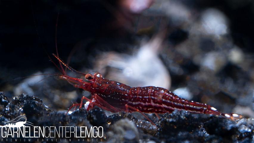 Caridina Striata / "Red Line Blue Dots" Garnele