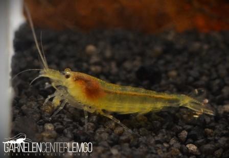 gelbe Amano Garnele - DNZ