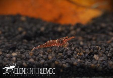 Mini Blue Bee Sulawesi Garnele / Caridina Loehae - Import