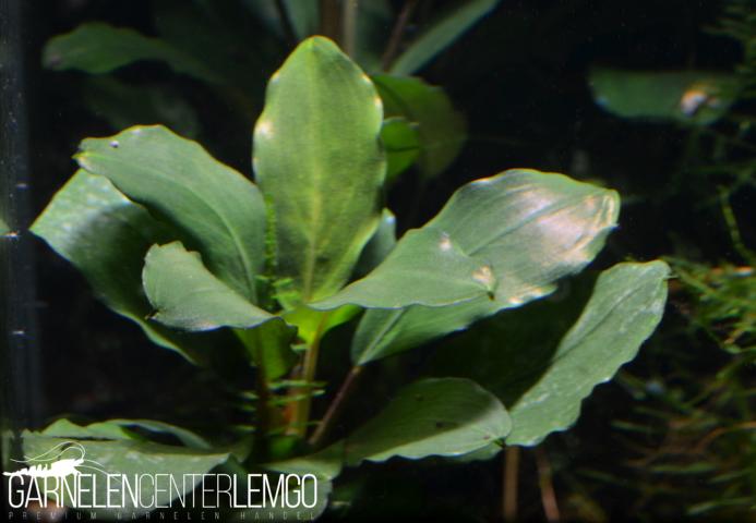 Bucephalandra sp. Green Achilles, submers, Rhizom