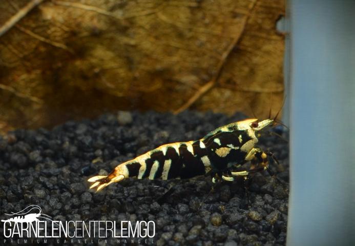 Peiwen Chen - Black Fancy Tiger Backline S Grade - DNZ