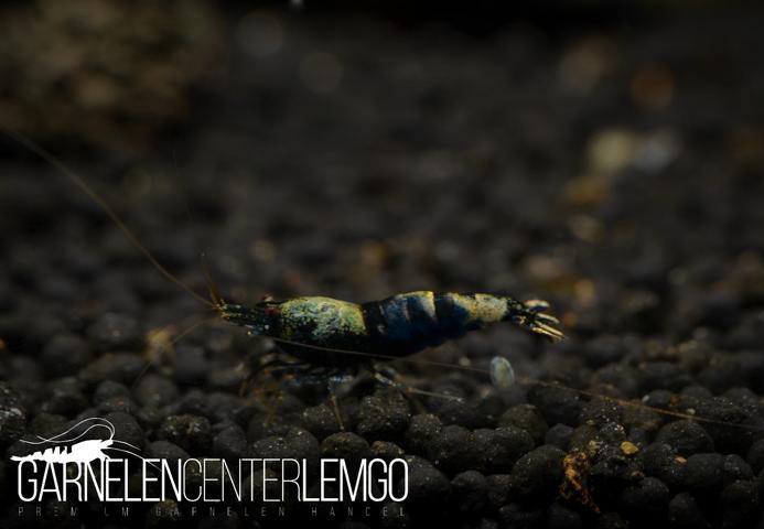 Ocean Blue Taitibee - S Grade - DNZ