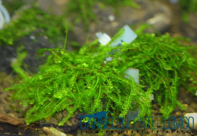 Pilo Moos - Rarität (Pilotrichaceae sp)  - auf Plant Sheet