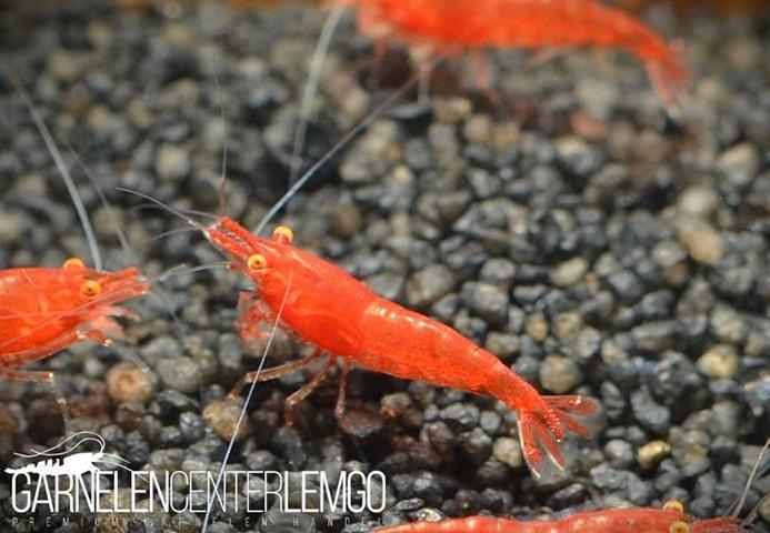 Bloody Mary OE/AE Garnele - Red Demon Garnele