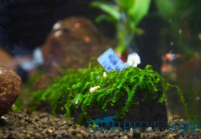 Callicostella Sp. Pancuraji auf Plant Sheet