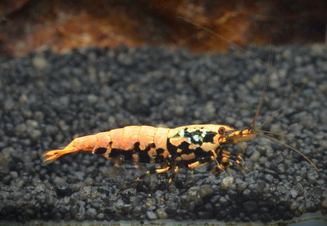 Orange Boa Garnele / Orange based Boa SS Grade - DNZ