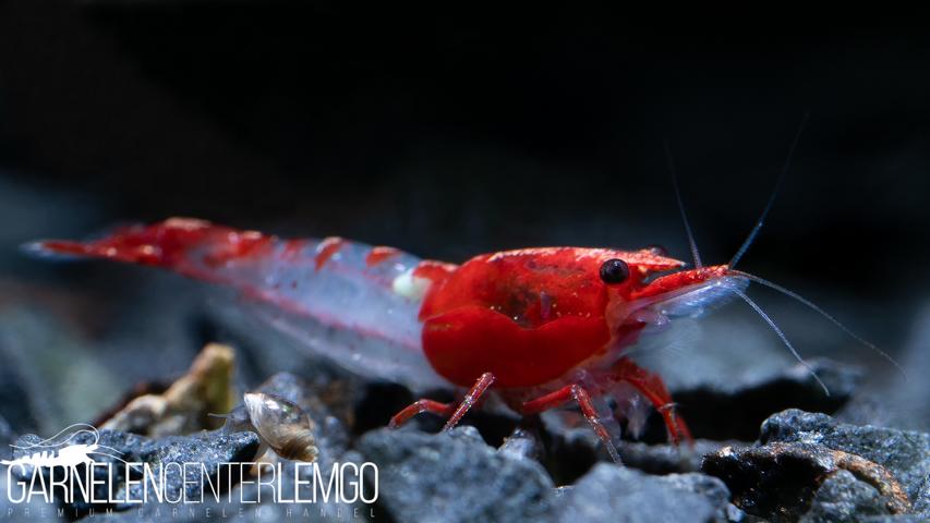 Red Rili Premium Garnele  - DNZ