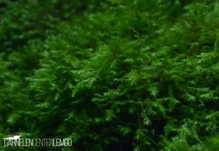 Fissidens Fontanus - Phönix Moos  - auf Plant Sheet