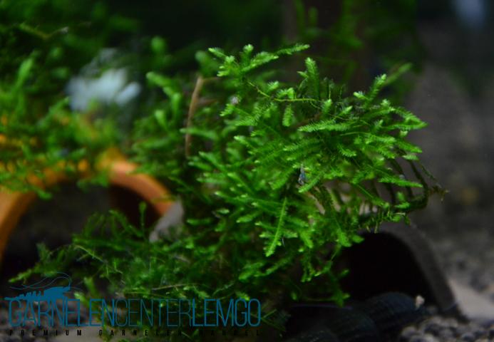 Spiky-Moos / Taxiphyllum spec. Spiky