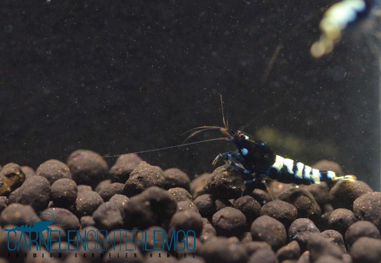 schwarze Taitibee Garnelen  - DNZ