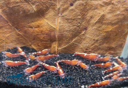 Tai Ti Bee Garnele, rot  - DNZ