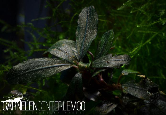 Bucephalandra sp. - submers - Rhizom