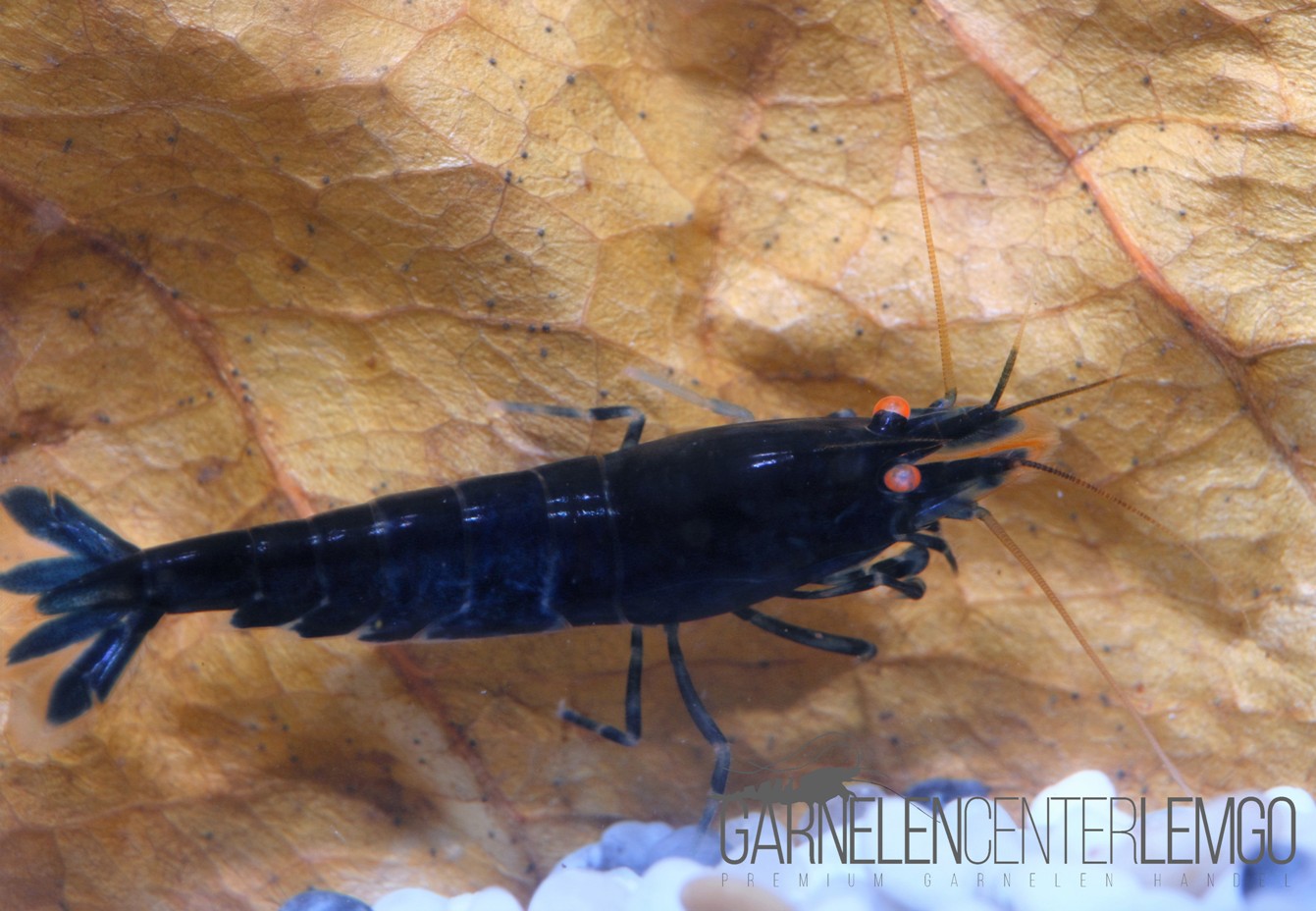 Tigergarnele Royal Blue O.E.  - DNZ