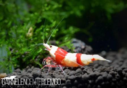 Red Bee PRL Garnele 3-/4-Band  - DNZ