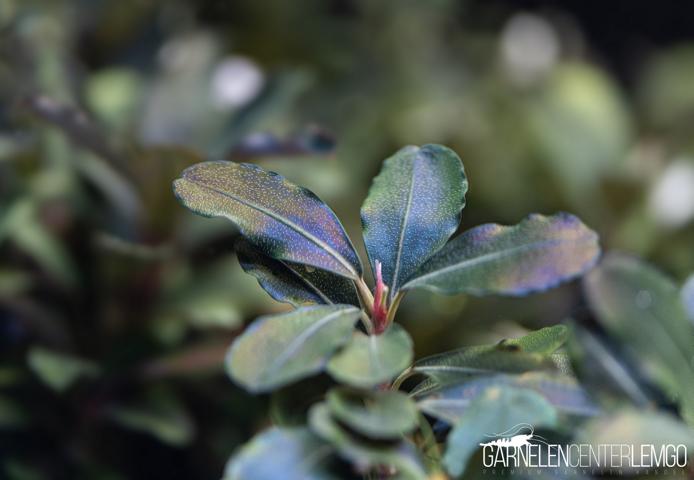 Bucephalandra sp. Hades Blue Typ 2 - submers - Rhizom