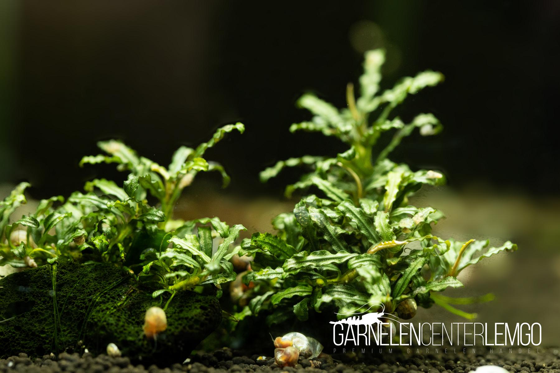 Bucephalandra sp. Chili Pepper - submers - Rhizom