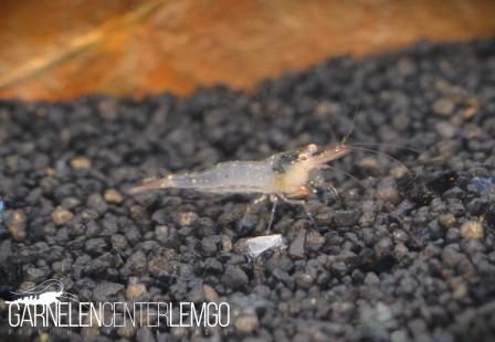 Caridina longidigta - Pink Boxer Garnele  - Import