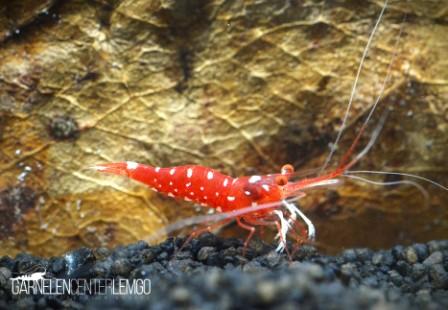 Star Spirit - Caridina Dennerli sp. - Common Grade / Star Spirit Garnele  - Importe