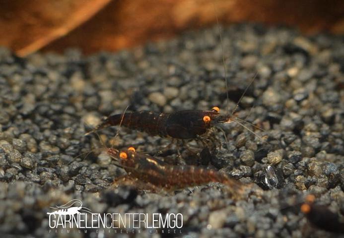 Black Sakura OE/AE Garnele - "Black Demon" Garnele