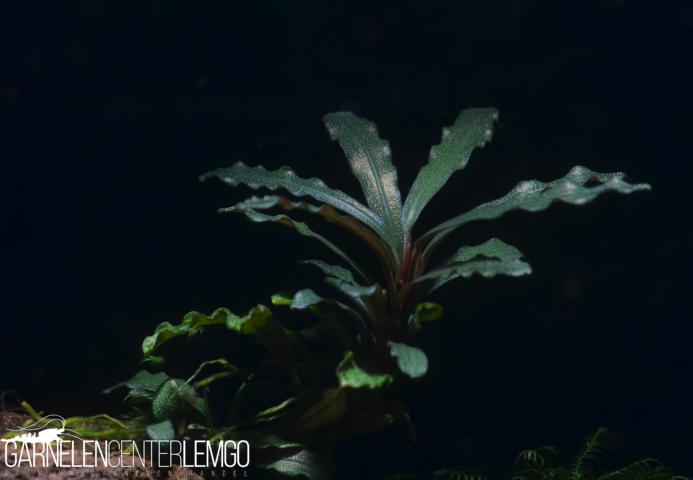 Bucephalandra sp. Godzilla Mini, submers, Rhizom