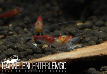 Red Scorpion O.E. Garnele  - DNZ