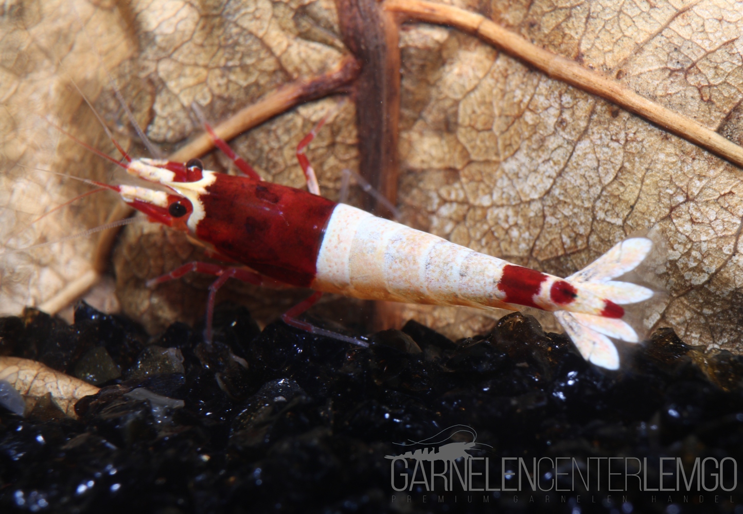 Red Shadow Mosura Garnele - DNZ