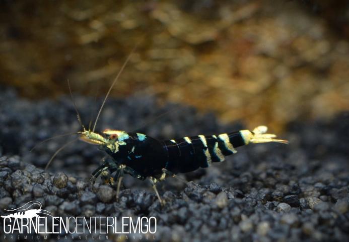 Hornet Tiger Garnele A/S Grade - DNZ