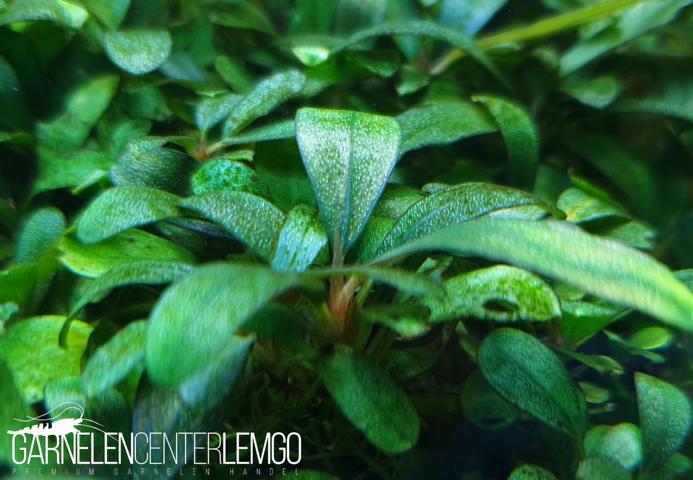 Bucephalandra sp. Lamandau Rhizom