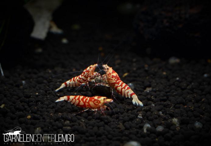 Vinfish Lightning Red Fancy Tiger SS Grade - DNZ