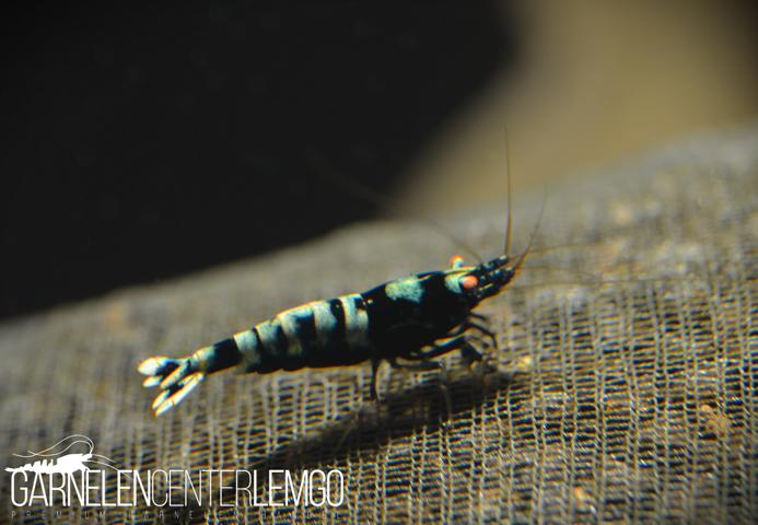 Multistripe/Pinto O.E. Garnele, schwarz  - DNZ