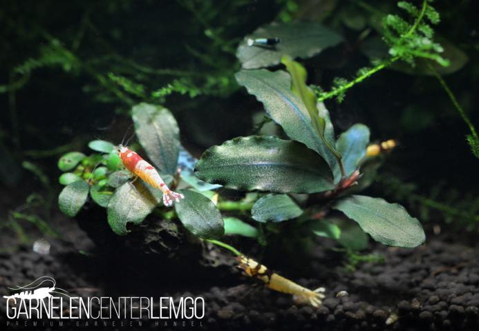 Bucephalandra sp. Brownie Dark, submers, Rhizom