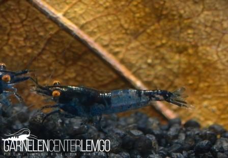Blue Carbon Rili OE/AE Garnele - "Blue Carbon Demon" DNZ