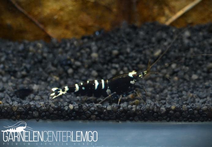 Snowfall Galaxy Tiger OE Mischlinge, Black - A/S Grade (DNZ)