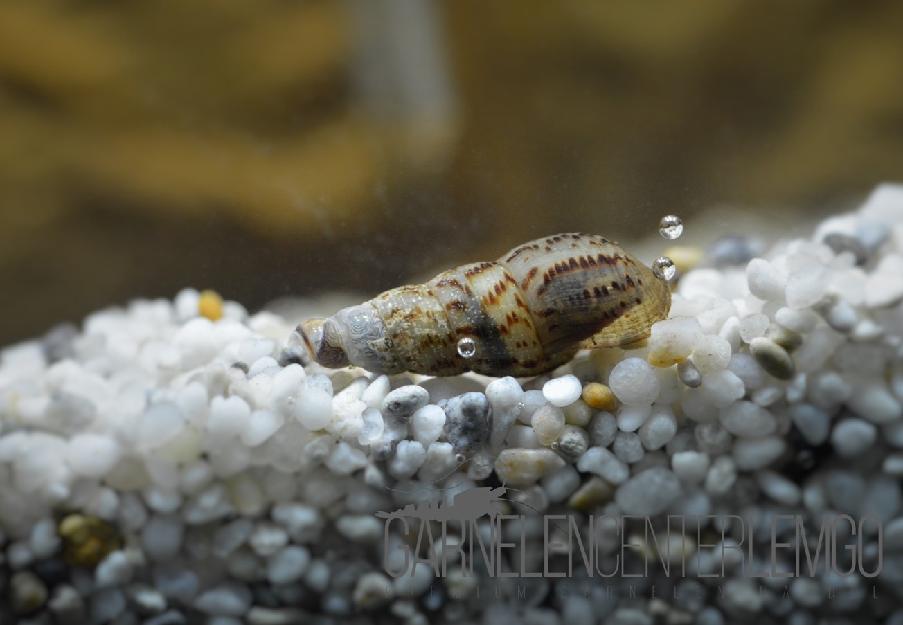 Indische Turmdeckelschnecke