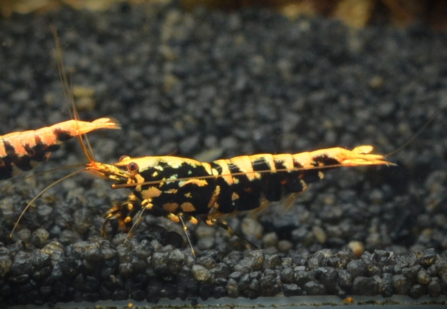 Orange Boa Garnele / Orange based Boa A- Grade - DNZ