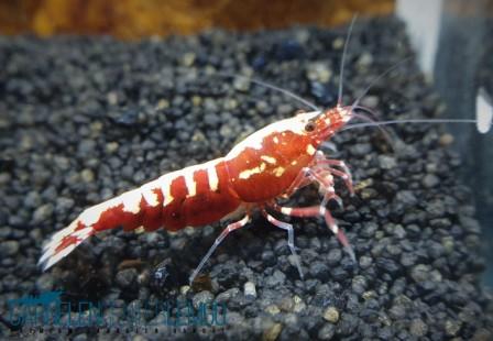 Skyfish Galaxy Fishbone Red Garnele SS - Mid Grade  - DNZ