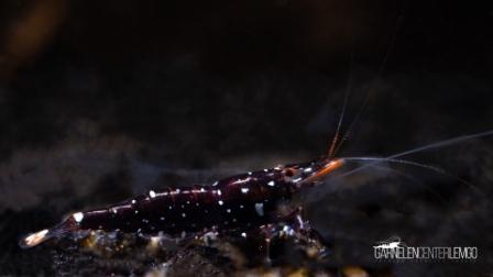Caridina Trimaculata - Import