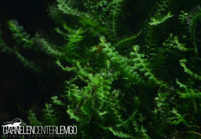 Cameroon Moos - Plagiochilaceae Sp..  - auf Plant Sheet