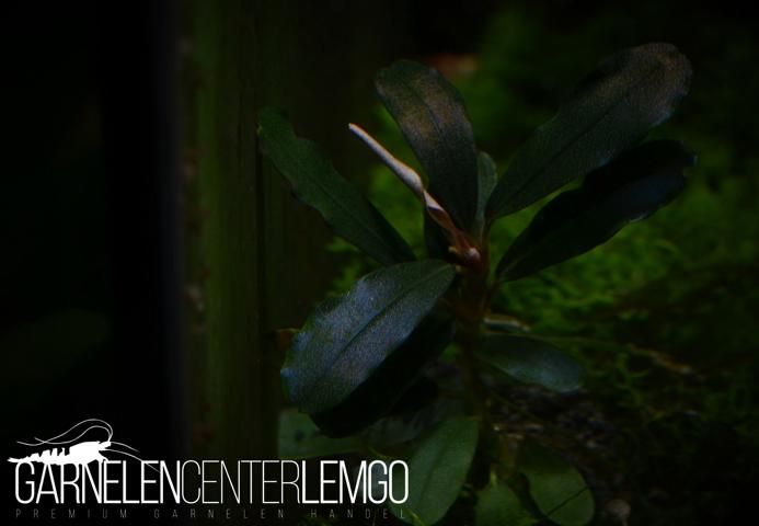 Bucephalandra sp. Montleyana Red Typ 2 - submers - Rhizom
