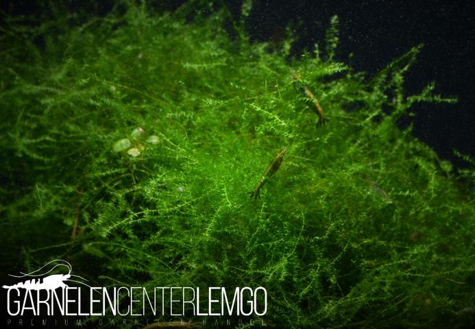 Callicostella prabaktiana Portion