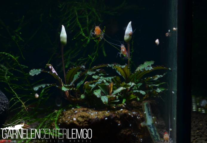 Bucephalandra sp. Kedagang Purple, submers, Rhizom