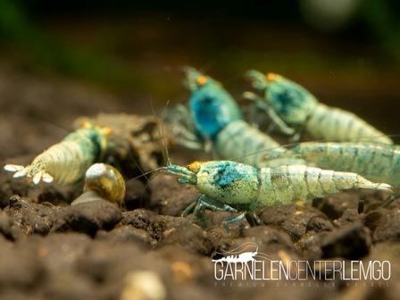 Blue Bolt O.E. Garnele - DNZ