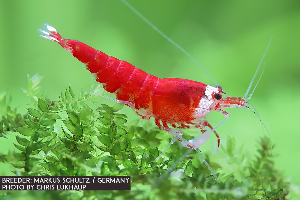 Super Crystal Red - Santa Garnele SS Grade - DNZ