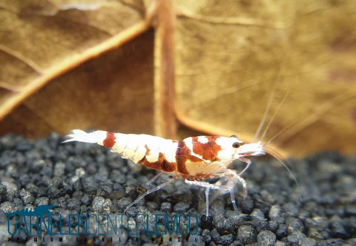 Skyfish Pinto Mosura Tiger Red - Grade SS / Mid Grade- DNZ