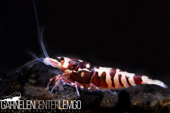 Skyfish Galaxy Tiger Pinto Red - Grade SS / Mid Grade- DNZ