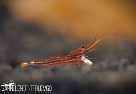 Caridina Striata / Red Line Garnele - Importe