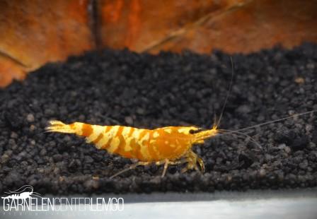 Yellow Galaxy Tiger - Yellow Fancy Tiger - DNZ